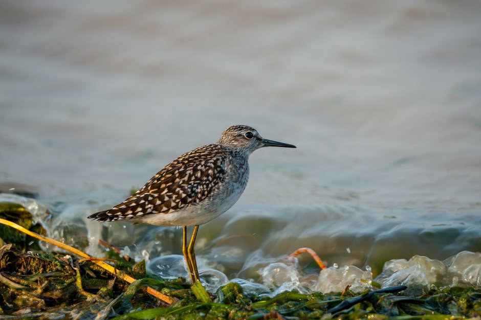 Малый веретенник Limosa lapponica