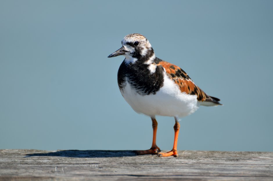 176. Поручейник (Tringa stagnatilis)