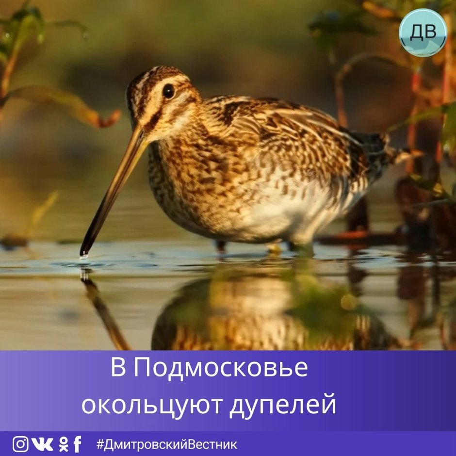 Кулик Лопатень красная книга