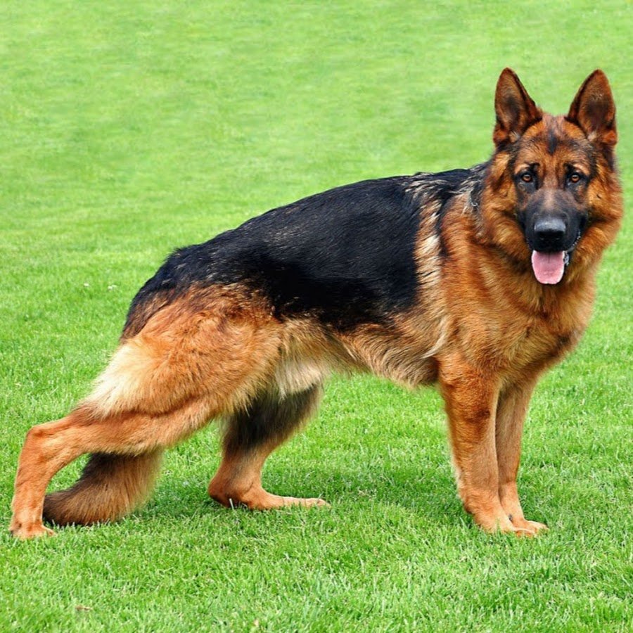 Красная немецкая овчарка