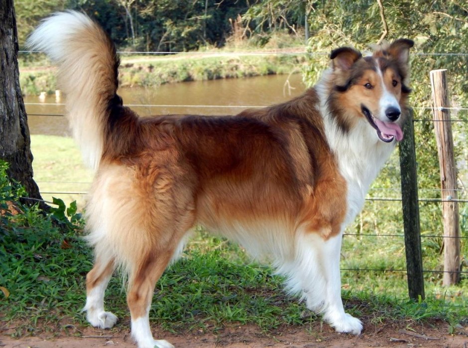 Австралийская овчарка Гаучо