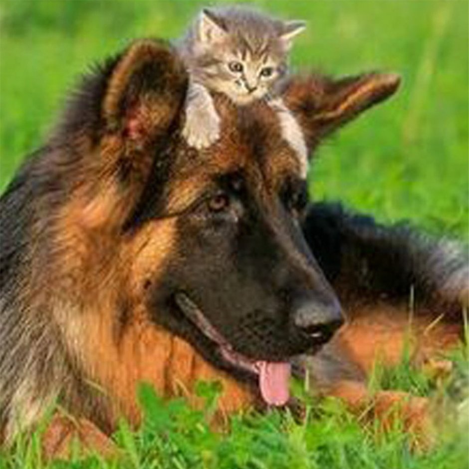 2 Немецкие овчарки