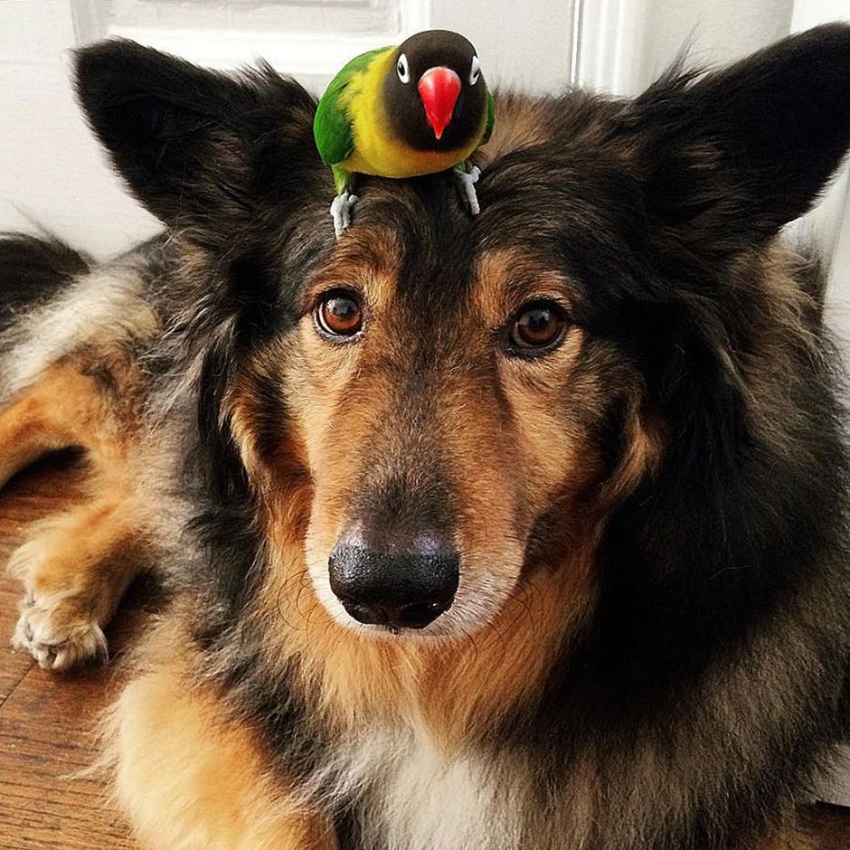 Птица с головой собаки