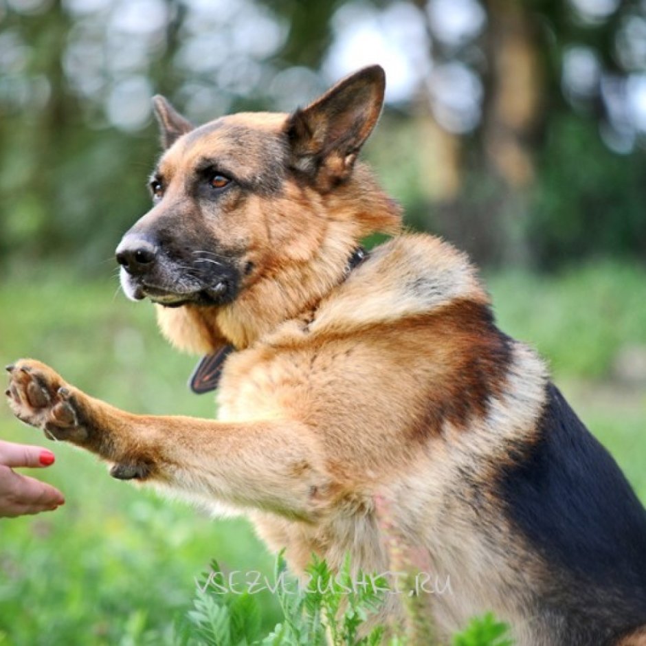 Немецкая овчарка с хозяином