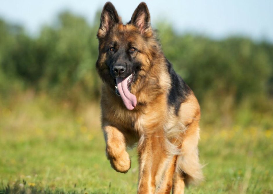 Немецкая овчарка в бегу