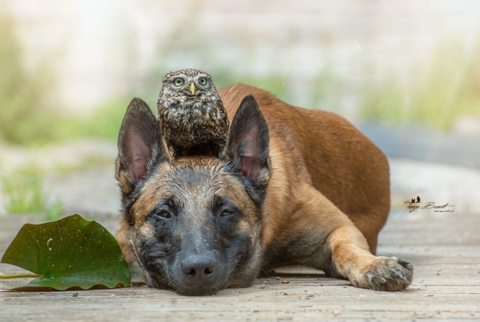 Овчарка Инго и Сова Польди