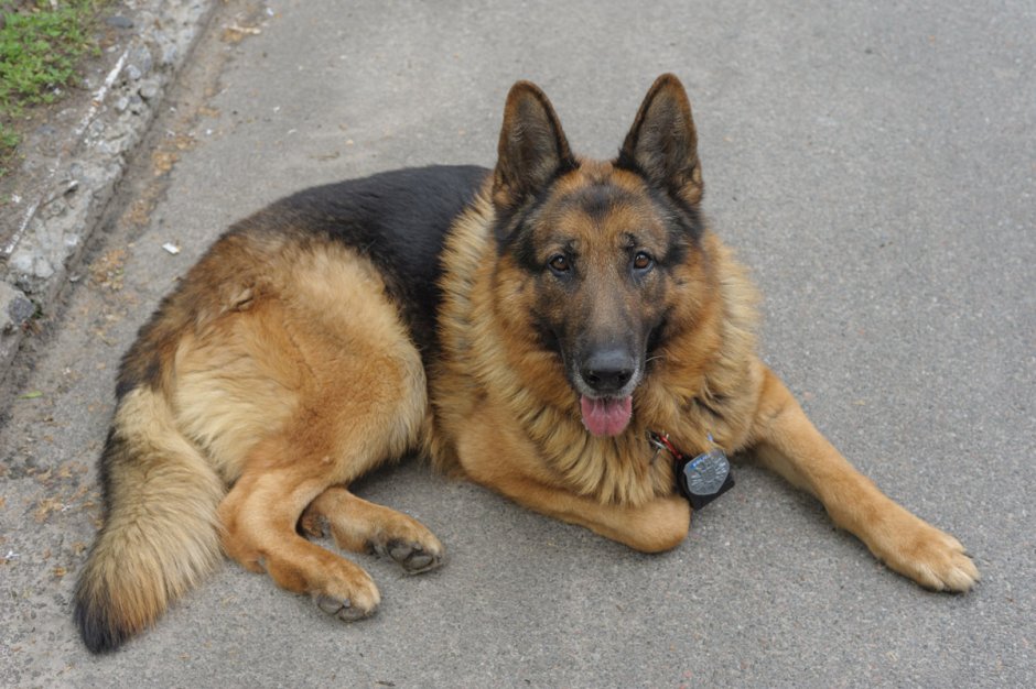 Немецкая овчарка пёс Граф