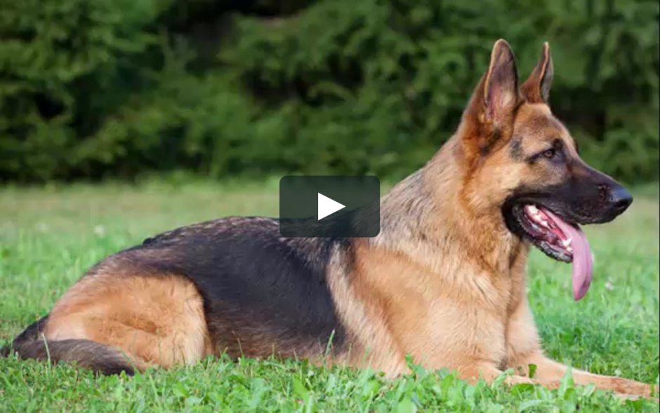 Гиеновая собака волк Африки