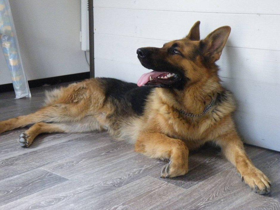 Бергер аллеманд