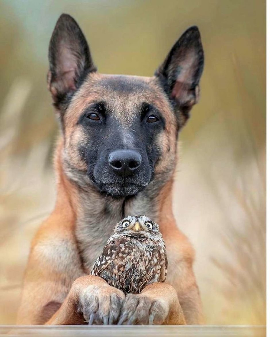 Овчарка на рыбалке