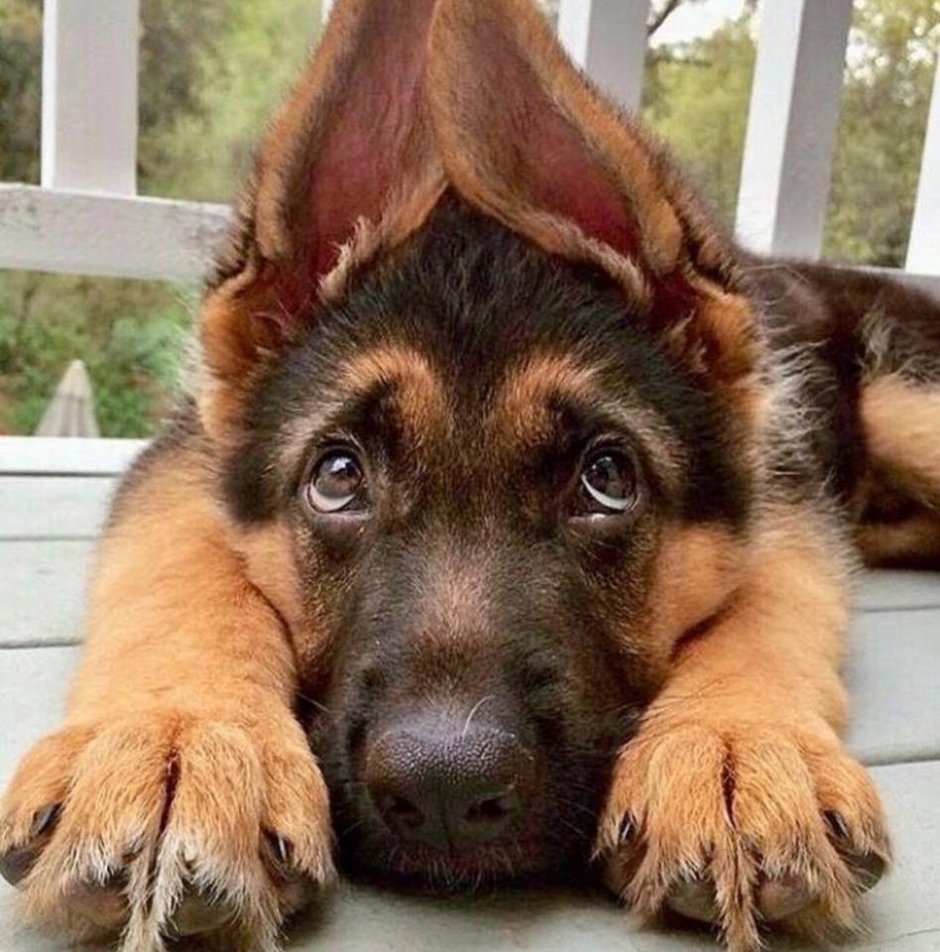 Немецкая овчарка Арчи