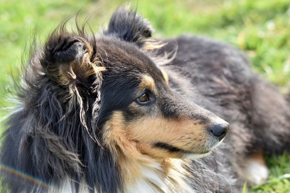 Shetland Sheepdog Tricolor