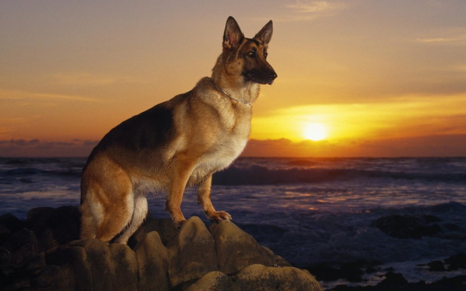 Эстетика собак