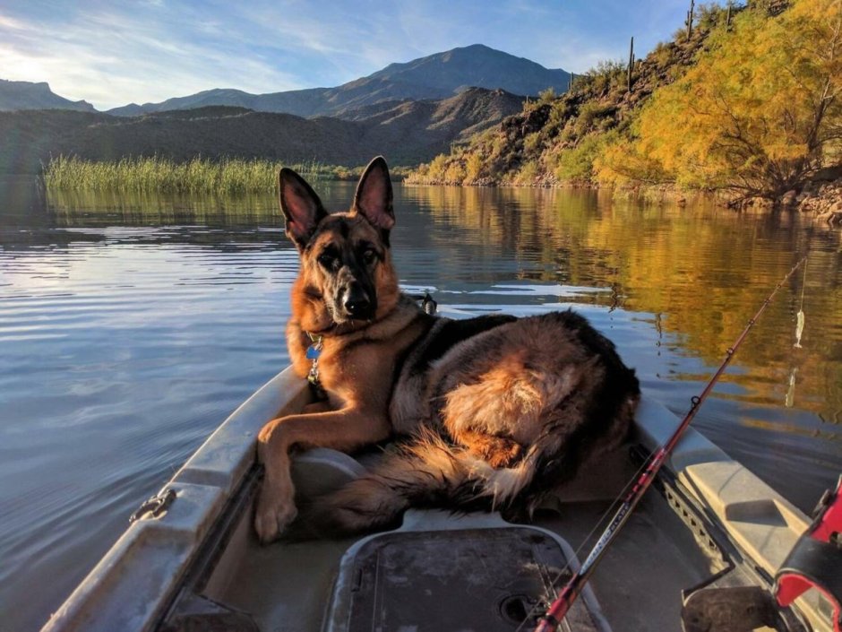 Собака овчарка немецкая добрая