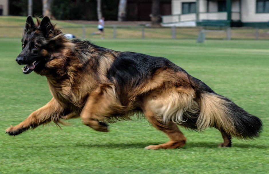 Кайзер немецкая овчарка
