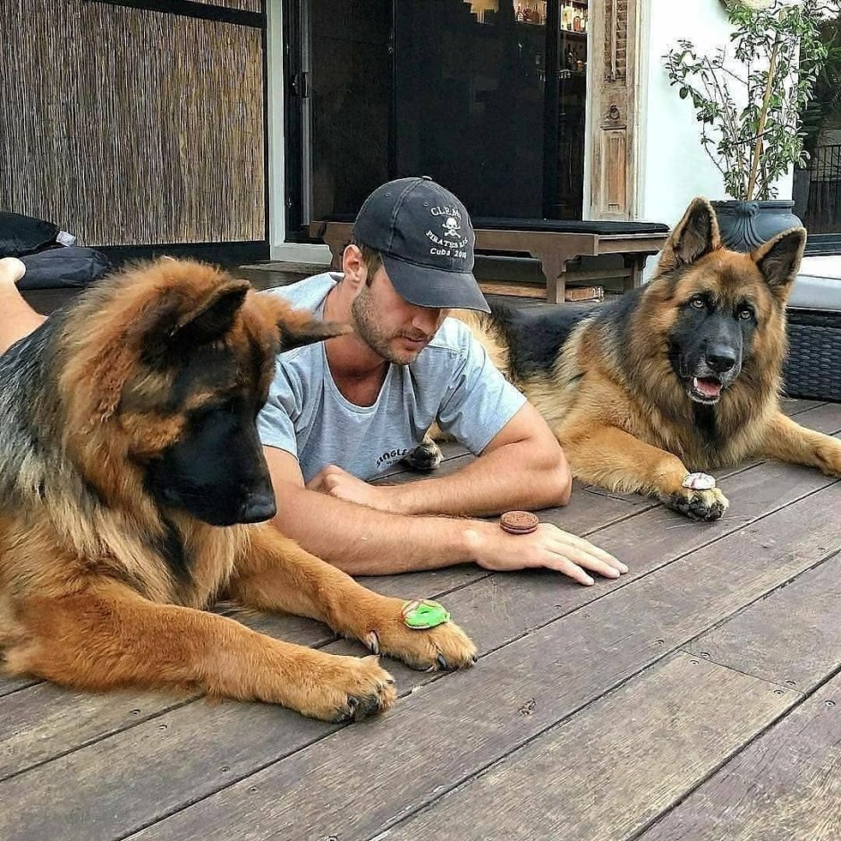 Большие немецкие овчарки с человеком