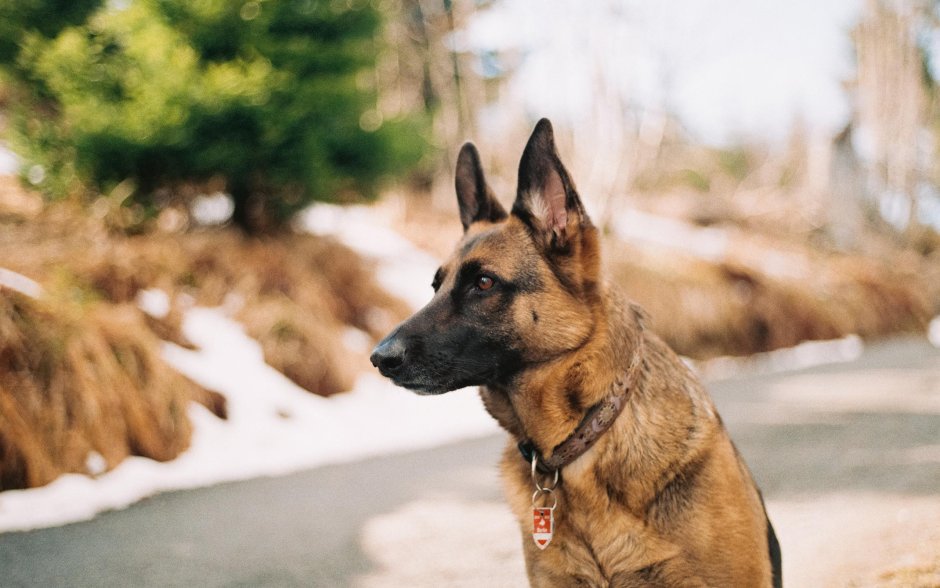 Австрийская овчарка малинуа