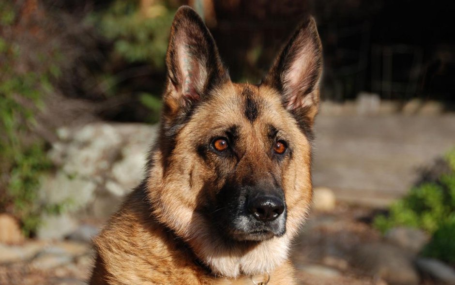Немецкая овчарка Рейн