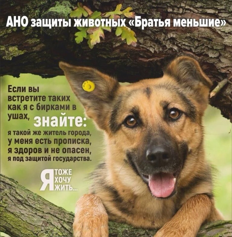 Собака немецкая овчарка