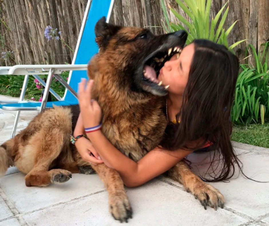 Немецкая овчарка селфи