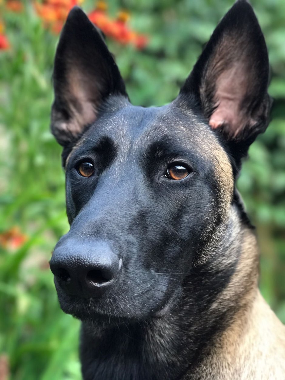 Гетерохромия у немецкой овчарки