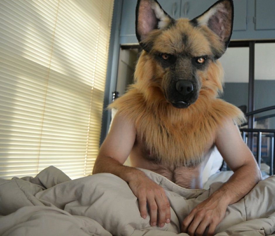 Гладкошерстная овчарка малинуа