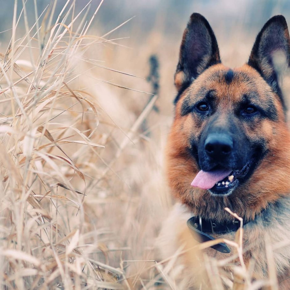 Малинуа и Сова