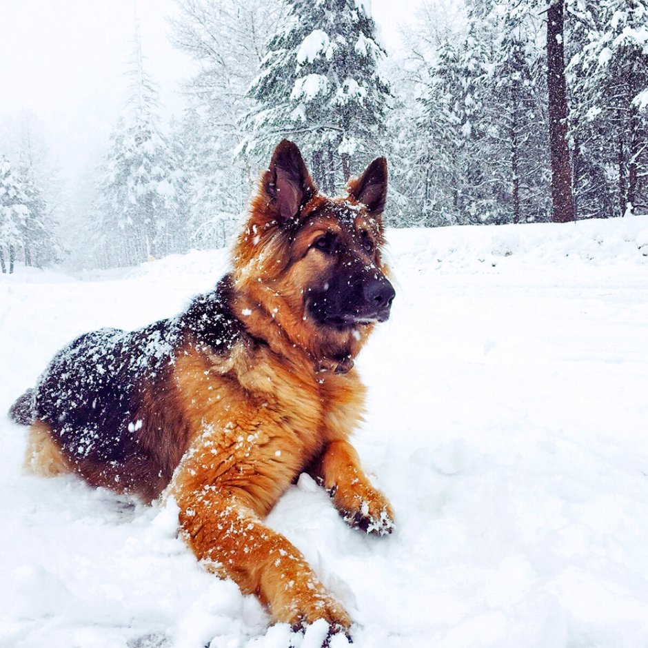 Собака немецкая овчарка