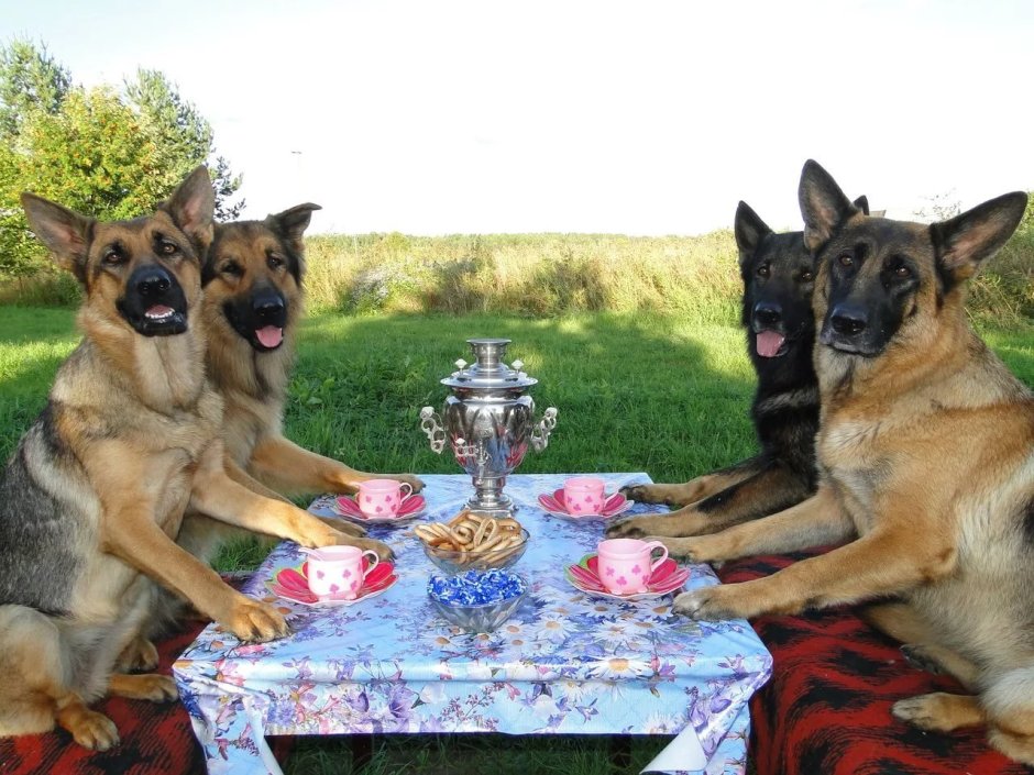 Мальтийская овчарка малинуа