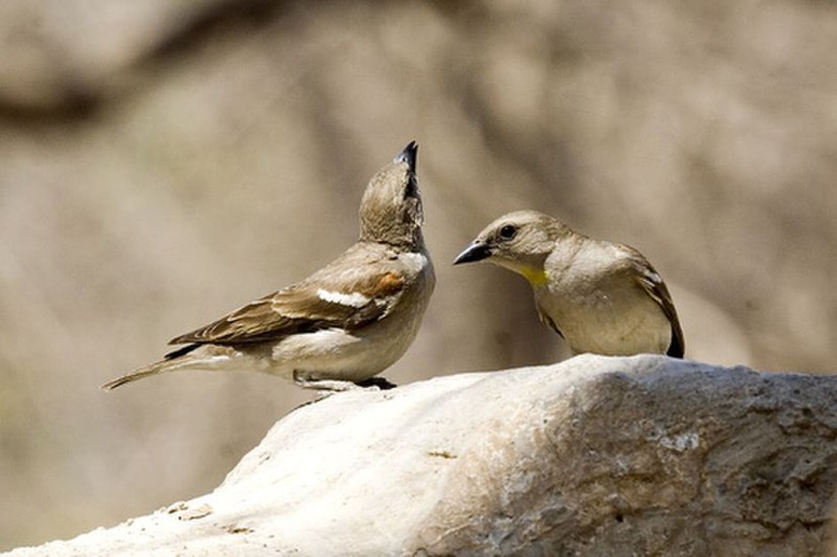 Warbler Rufous capped
