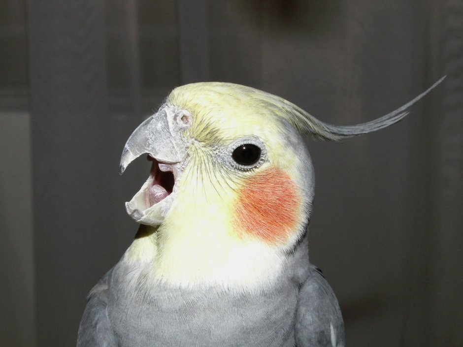 Lutino Cockatiel