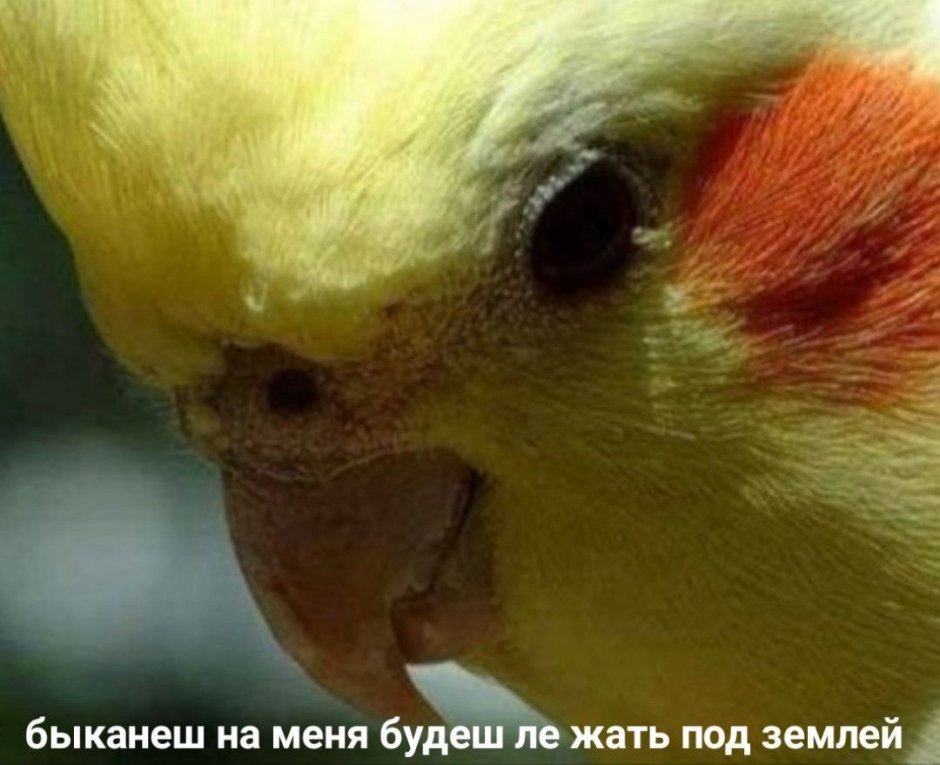 Какаду и корелла