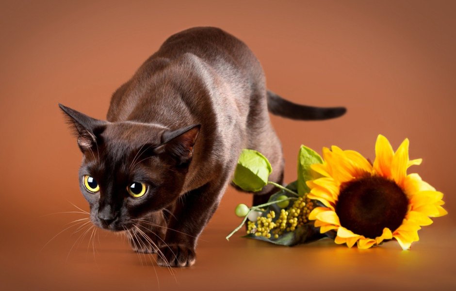 Бурманская кошка коричневая