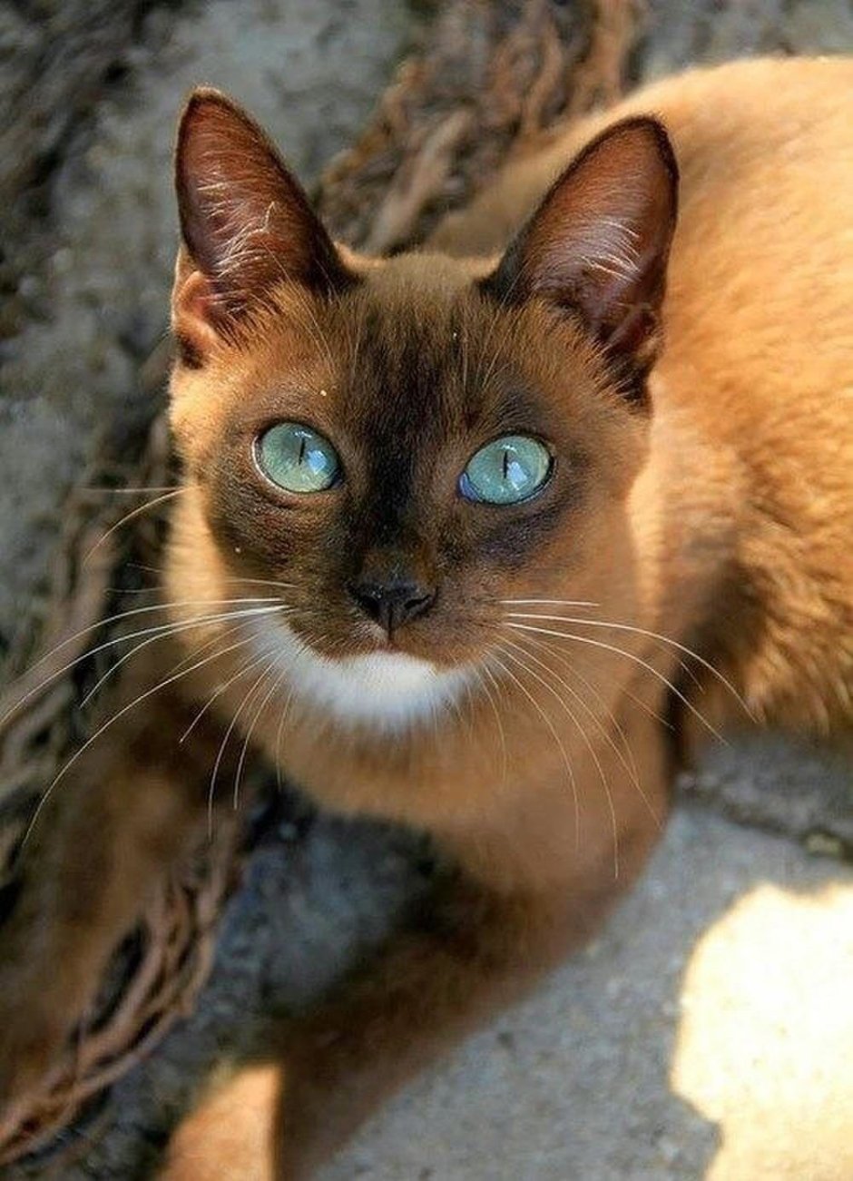 Бурманская Сиамская кошка