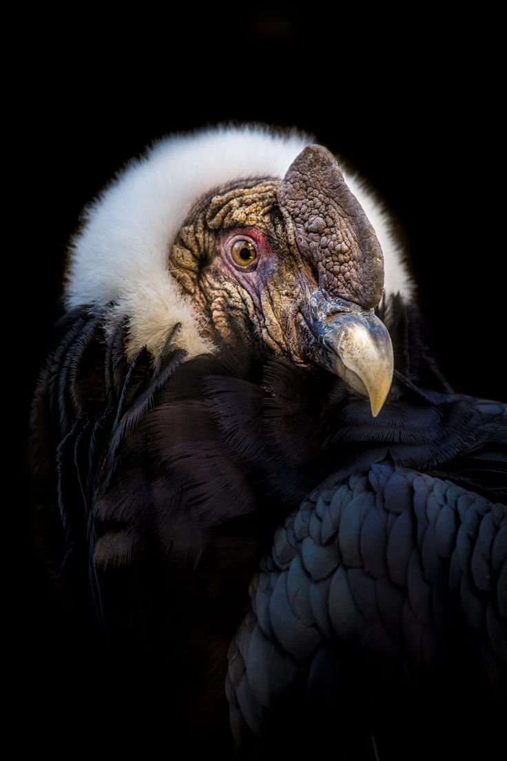 Андский Кондор