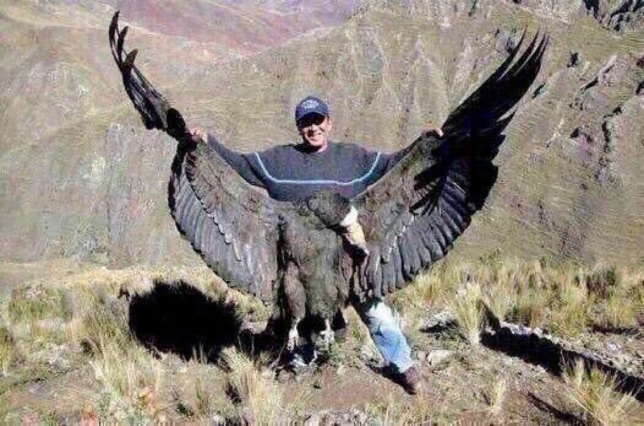 Белоголовый СИП