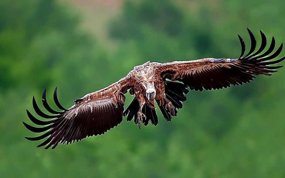 Калифорнийский Кондор птица