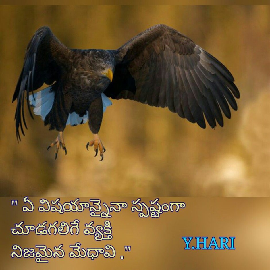 Размах крыльев орла