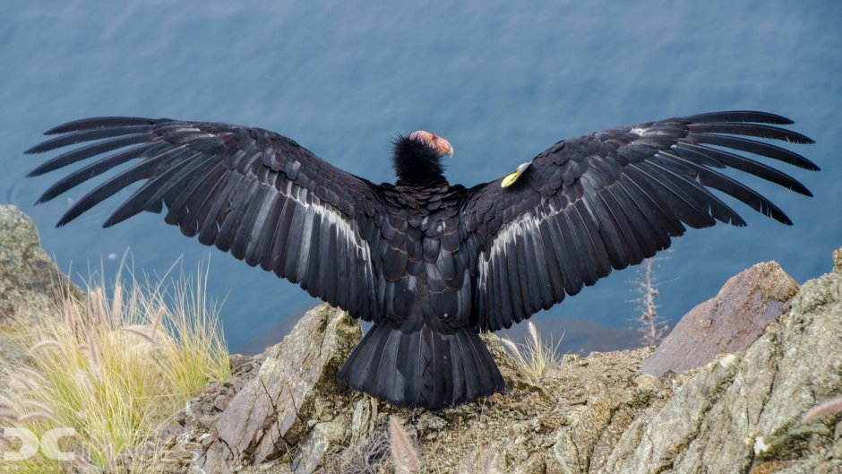 Летящий орёл