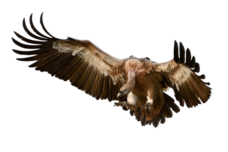 Цветок Кондор