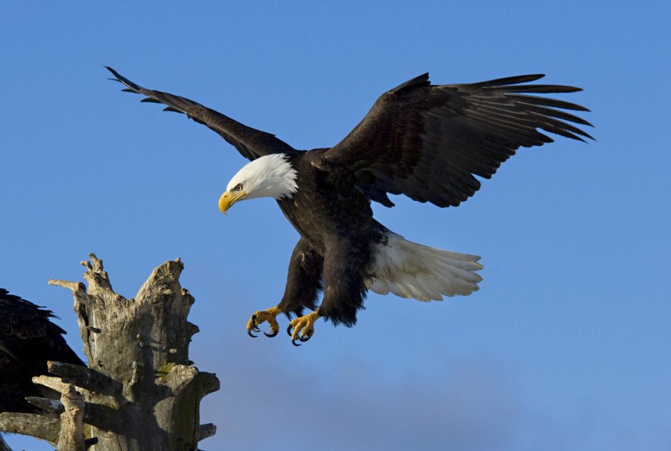 "Белоголовый Орлан"