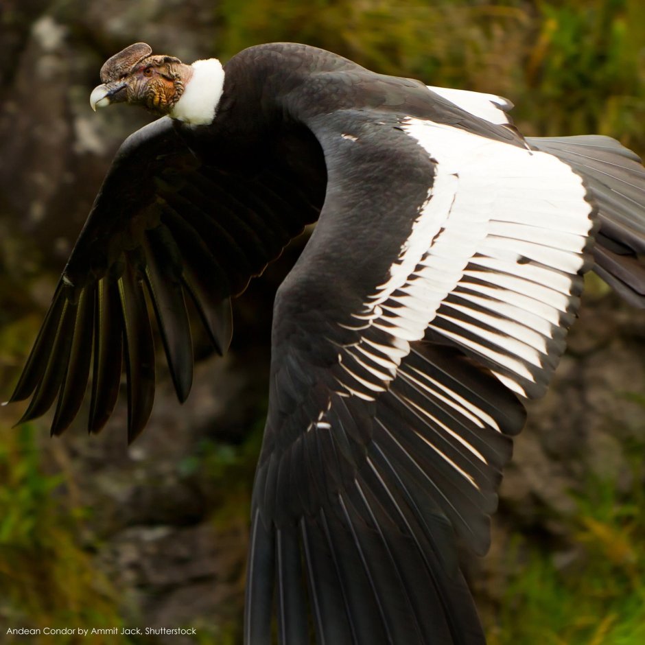 Европейский белоголовый Орлан