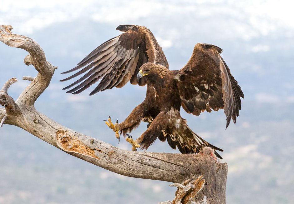 Бородач птица в полете