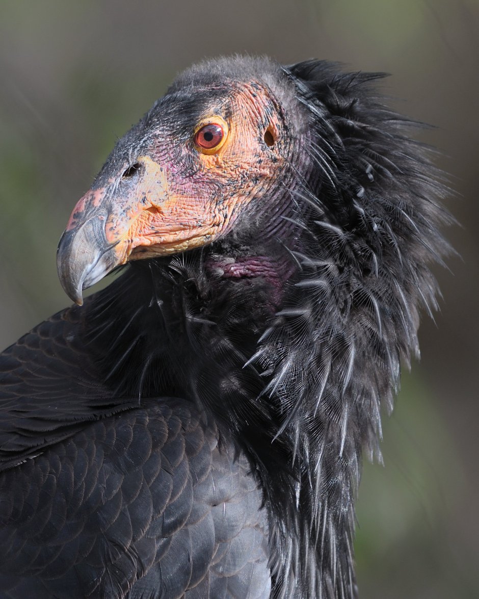 Ястреб-тетеревятник фото