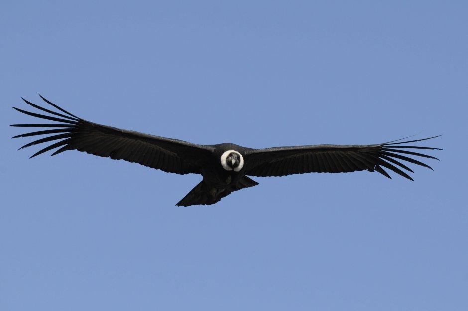 Птица падальщик Кондор