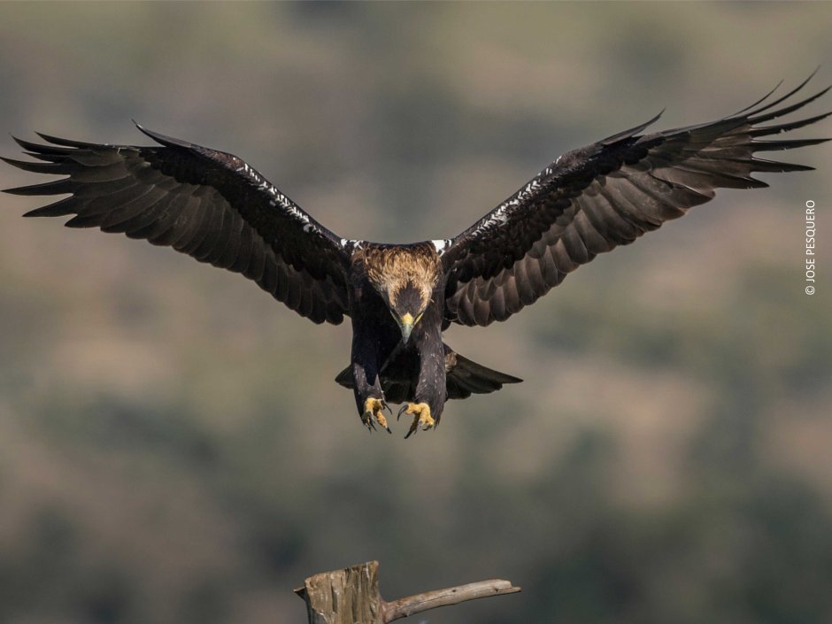 Орел Гарпия