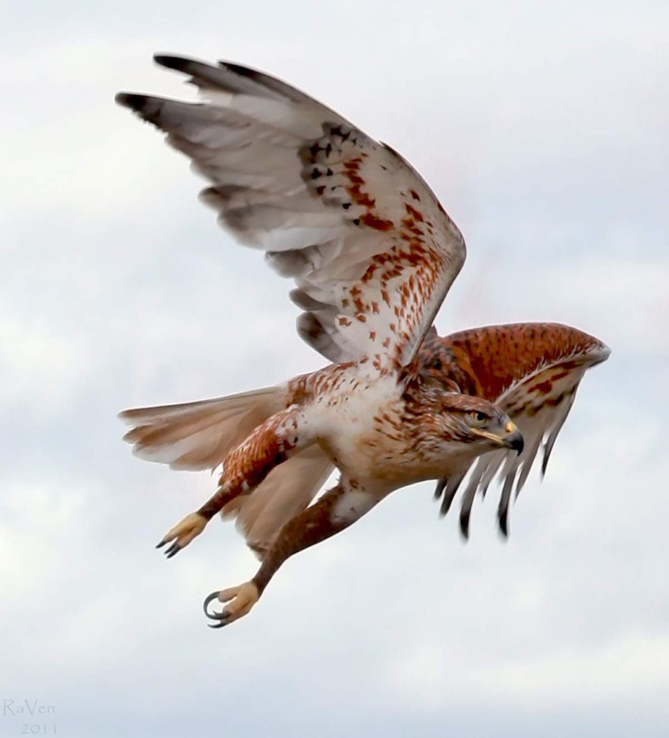 Хищные птицы Калифорнии Кондор