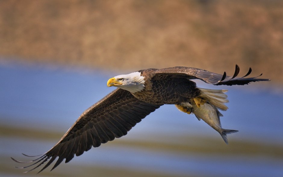 Андский Кондор