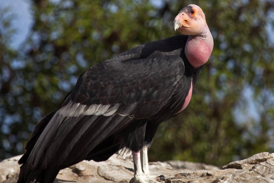 Крыло орла скелет