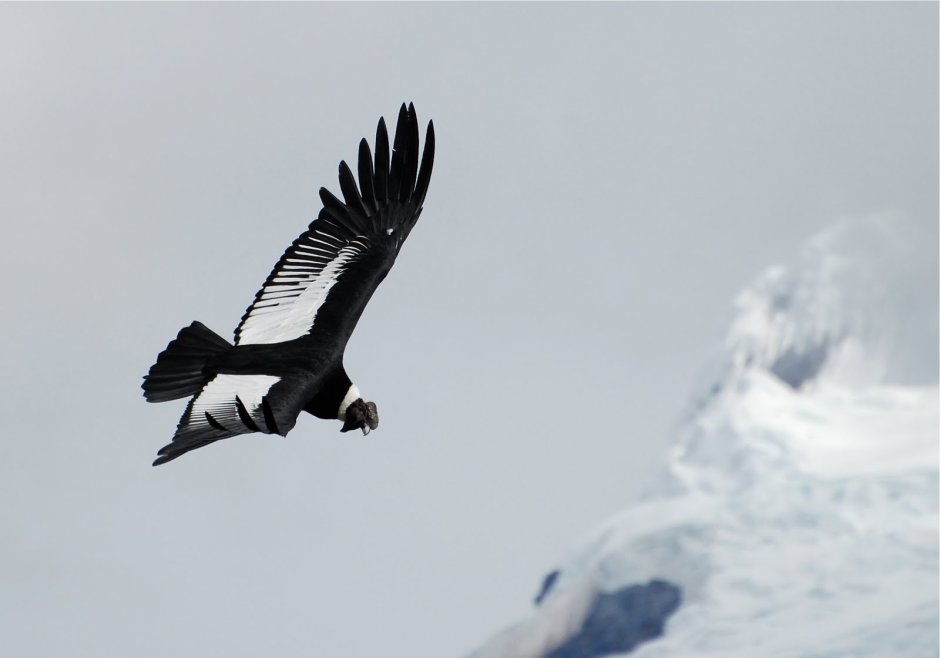 Ястреб Орел Беркут